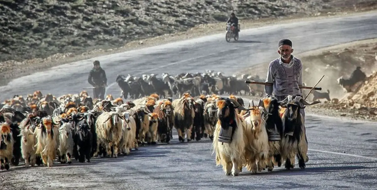 ۲۵ درصد گوشت لرستان توسط عشایر تولید می‌شود