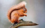 رها سازی ۱۱ سنجاب ایرانی در طبیعت استان لرستان