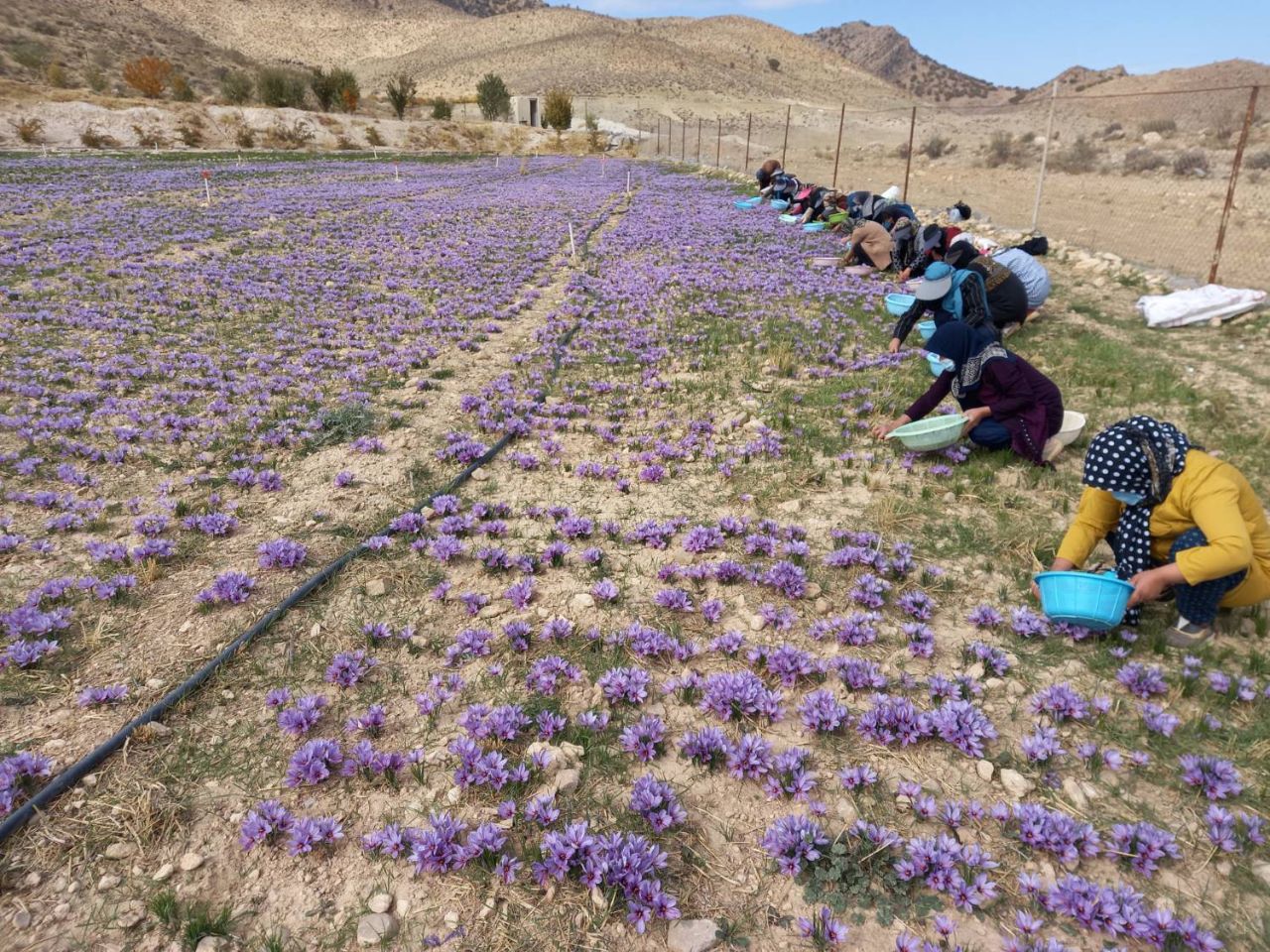 پیش بینی برداشت بیش از ۴ تن زعفران در لرستان